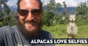 Alpacas Love Selfies - Cusco Peru