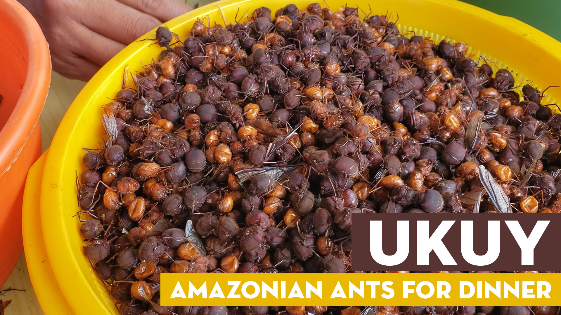 Ukuy: Amazonian Ants For Dinner