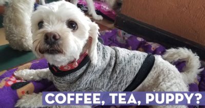 Coffee, Tea, Puppy?