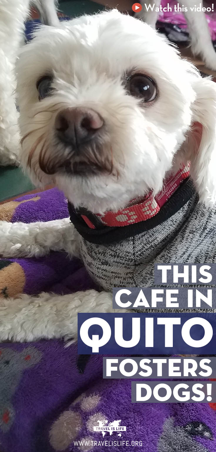 Dog Friendly Restaurants Quito Ecuador