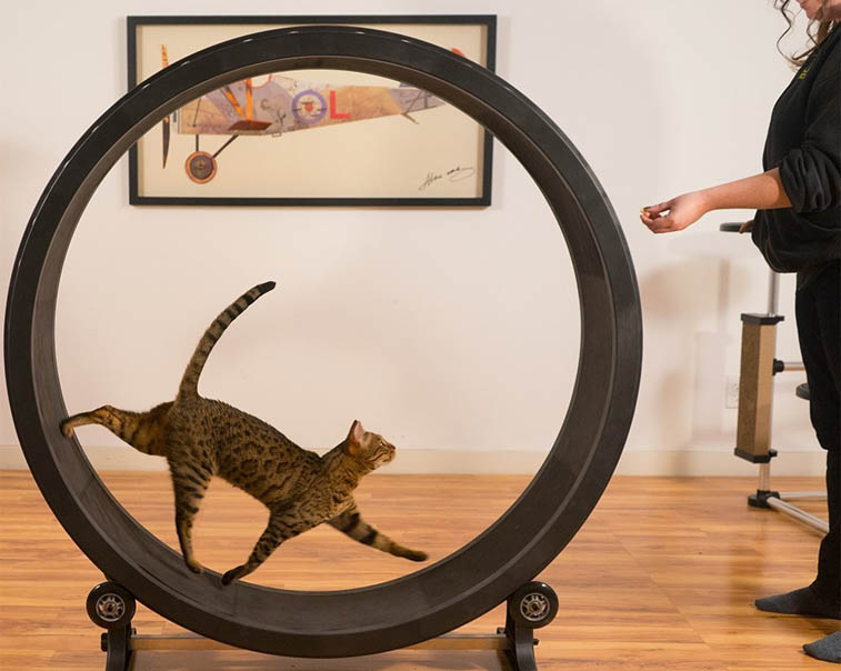 Cat Exercise Wheel For Traveling Cat Owners