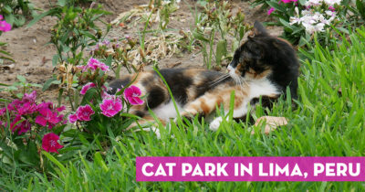 Parque Kennedy: The Ultimate Cat Lover's Park in Lima Peru