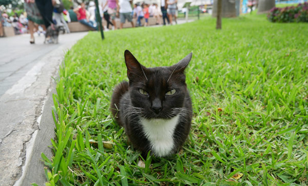 Parque Kennedy: The Ultimate Cat Lover's Park in Lima Peru