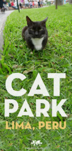 Cat Park - Parque Kennedy in Miraflores Lima Peru