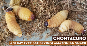 Chontacuro - Eat live worms in the Amazon