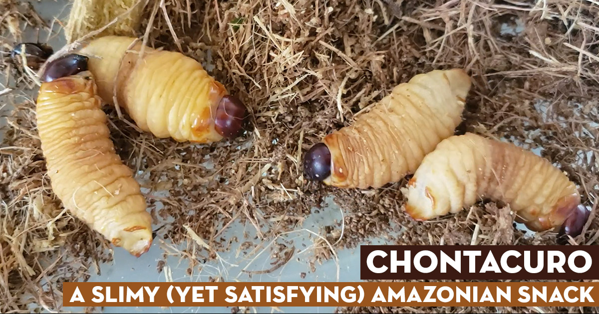 Chontacuro – A Slimy (Yet Satisfying) Amazonian Snack