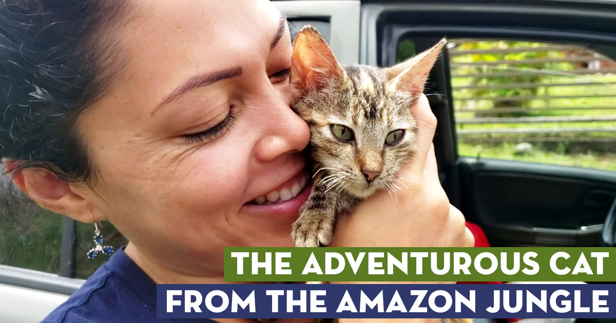 The Adventurous Kitten From The Amazon Jungle