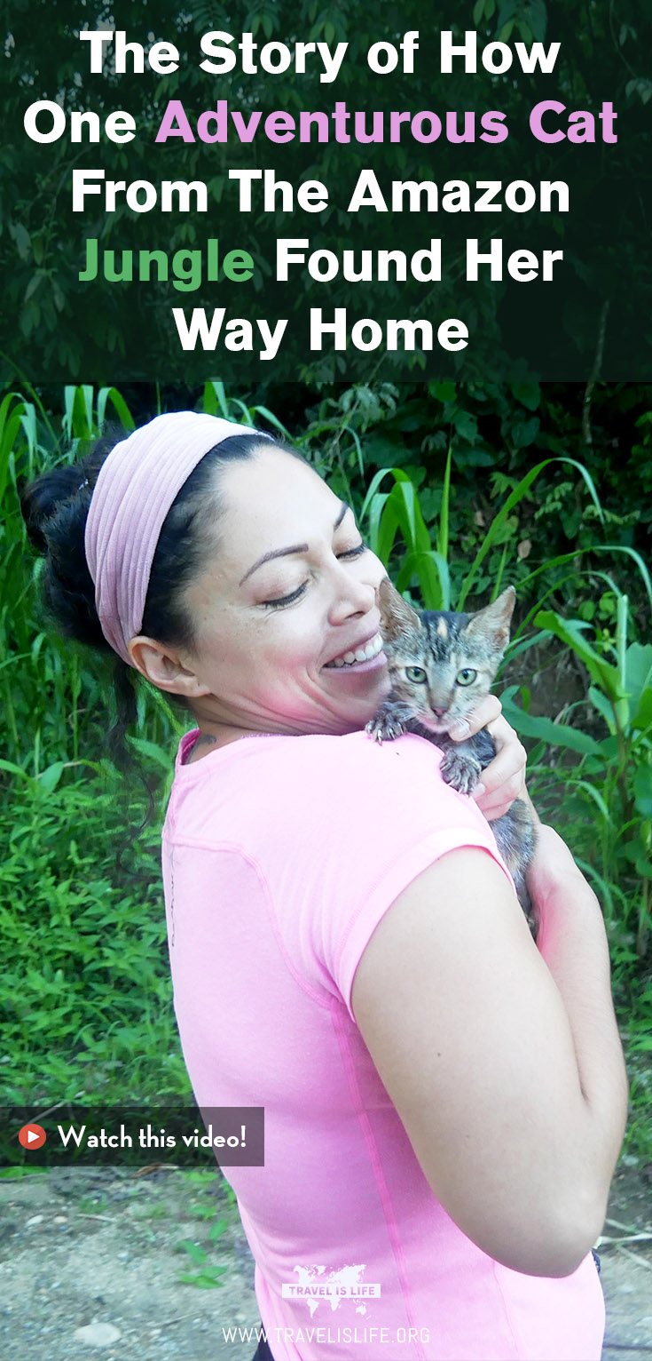 The Adventurous Kitten From The Amazon Jungle