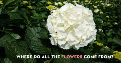 Where do all the flowers come from?