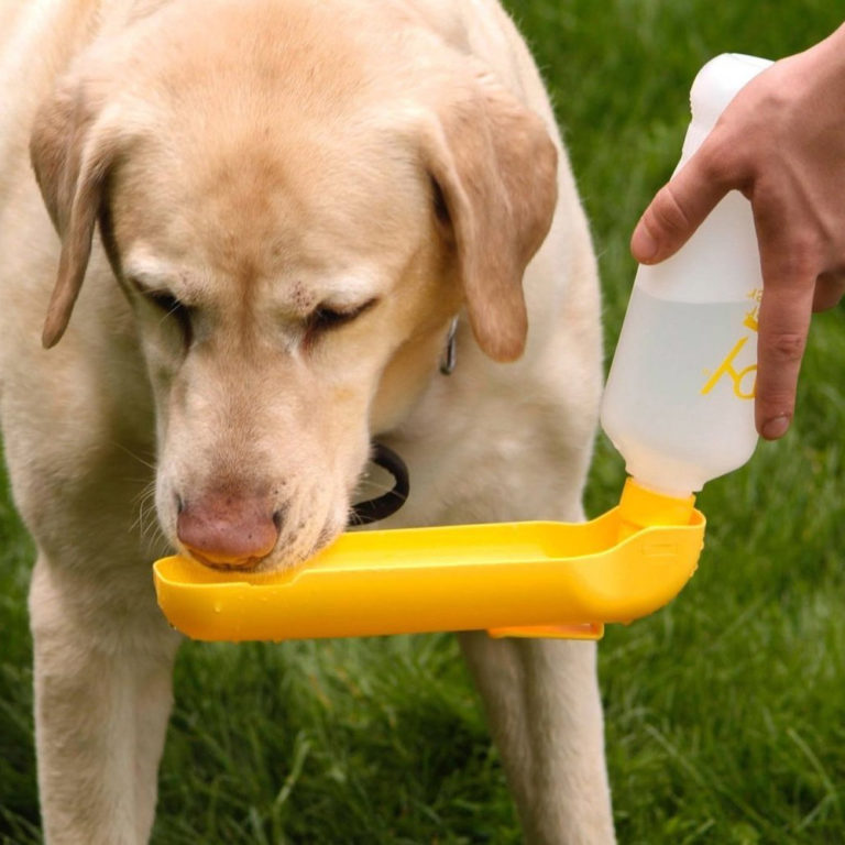 Travel Water Dispenser for Dogs