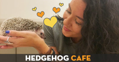 Hedgehog Cafe