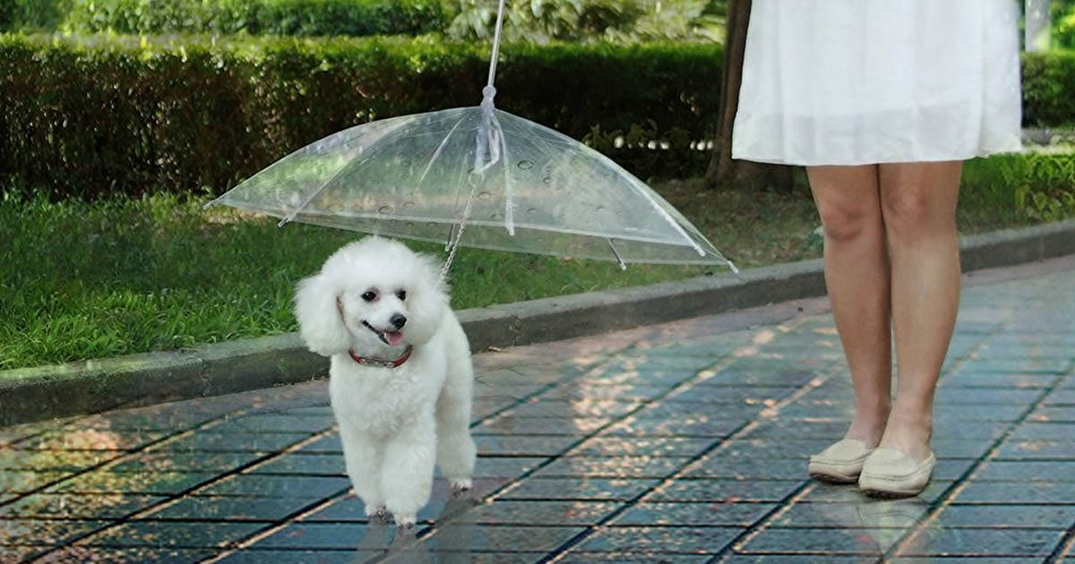 Pet Umbrella With Leash