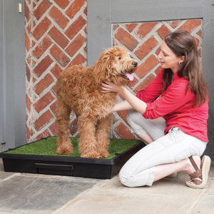 Indoor Grass For Your Dog To Use The Bathroom On