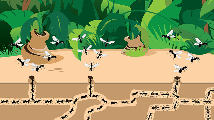 Ukuy Ants Leaving Their Colonies