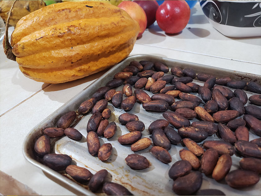 Wild grown Cacao