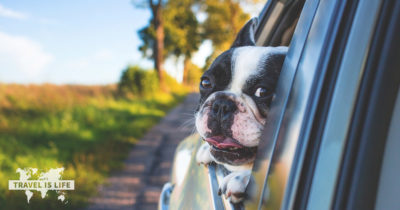 21 Gifts For Dog Owners Who Travel
