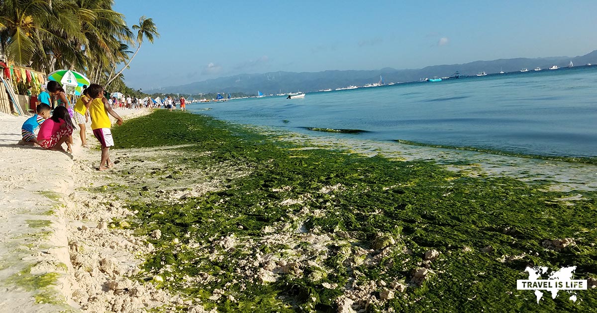 The green algae on White Sand Beach in Philippines is abundant